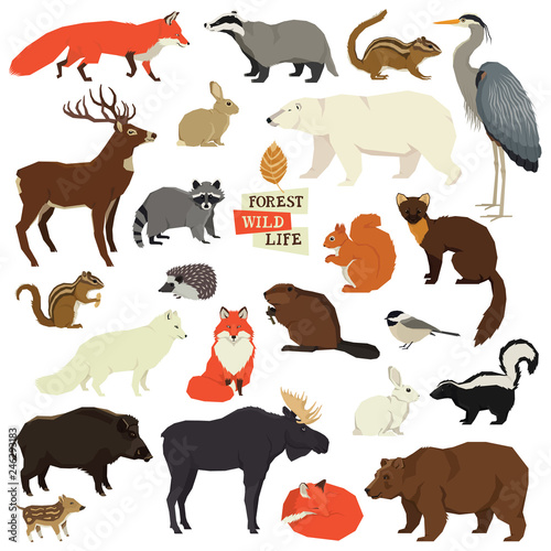 8746634 Forest Wildlife Isolated objects Animals