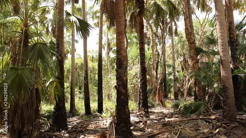 panning downwards of native palm trees at manaranka NT. photo