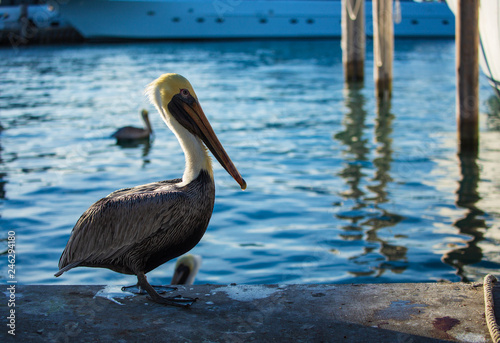 Beautiful Brown Pelican in a Place for Fishing Waiting Food. Park in Miami, FL