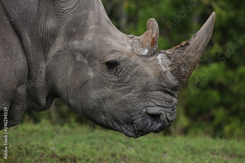 Rhinoceros © melanie