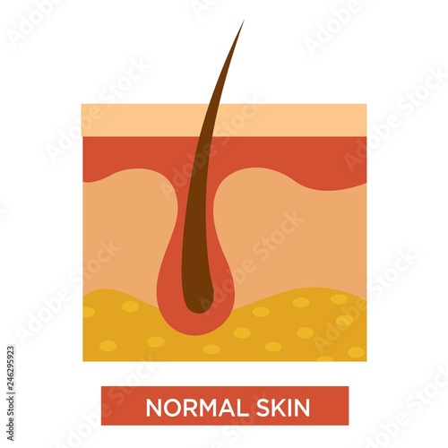 Normal healthy skin structure with body hair