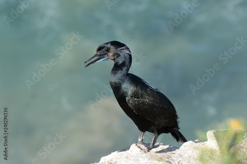 Brandt's Cormorant portrait, La Jolla, San Diego photo