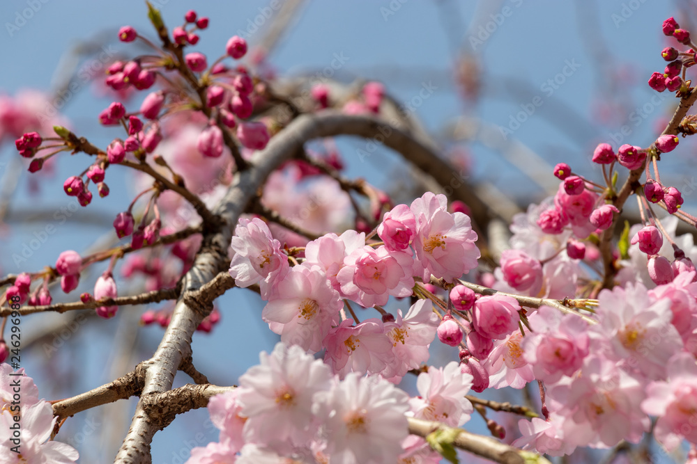 Cherry blossoms in central Tokyo, Nihonbashi, Chuo-city, Tokyo, Japan