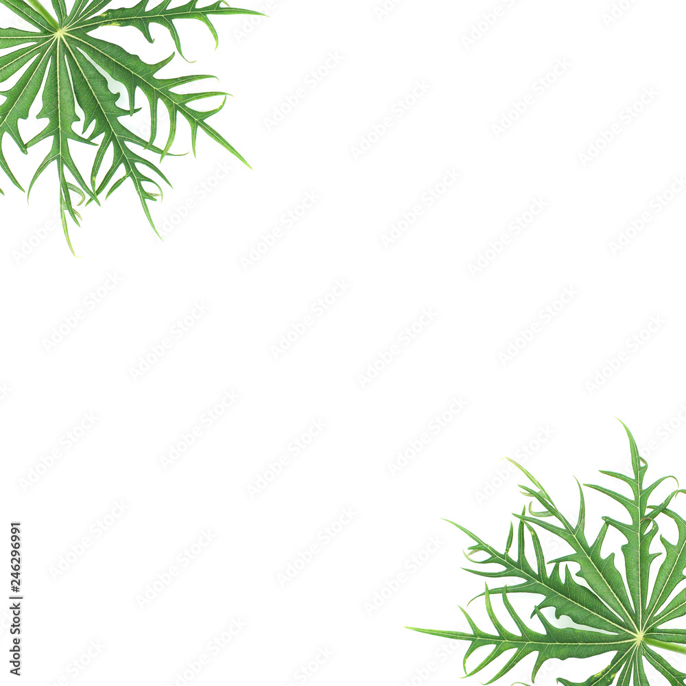 Asian green leaf isolated on white background. Asian green leaf isolated on white background.