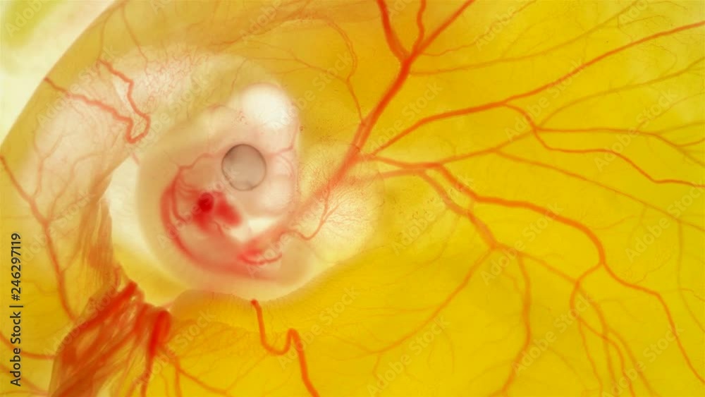 Heartbeat And Blood Flow Through The Vessels Of A Chicken Or Quail heartbeat-and-blood-flow-through-the-vessels-of-a-chicken-or-quail