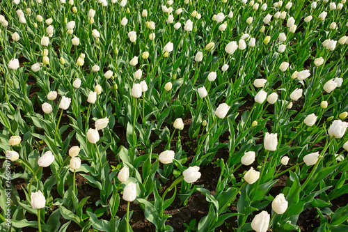 Beautiful white flower tulips lit by sunlight. Soft selective focus. Close up. Background of spring flower tulips