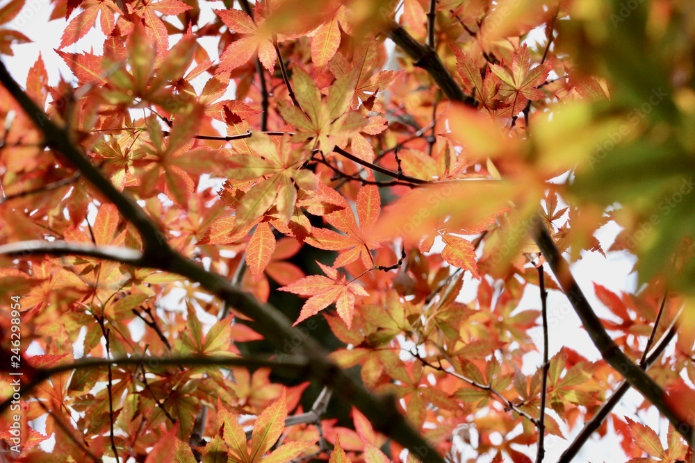 Red, Green, Orange Leaves in the Fall, Looking up Through The Trees Red, Green, Orange Leaves in the Fall, Looking up Through The Trees