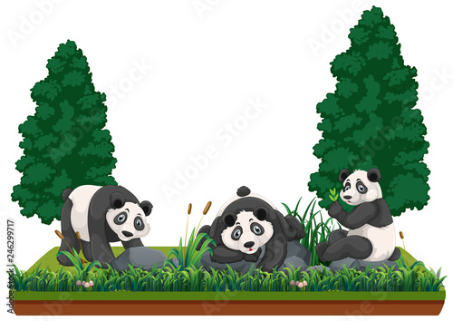 Panda in nature landscape