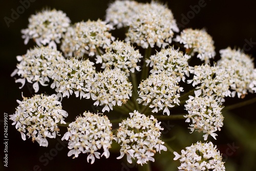 Little White Flower Bunches Background Texture