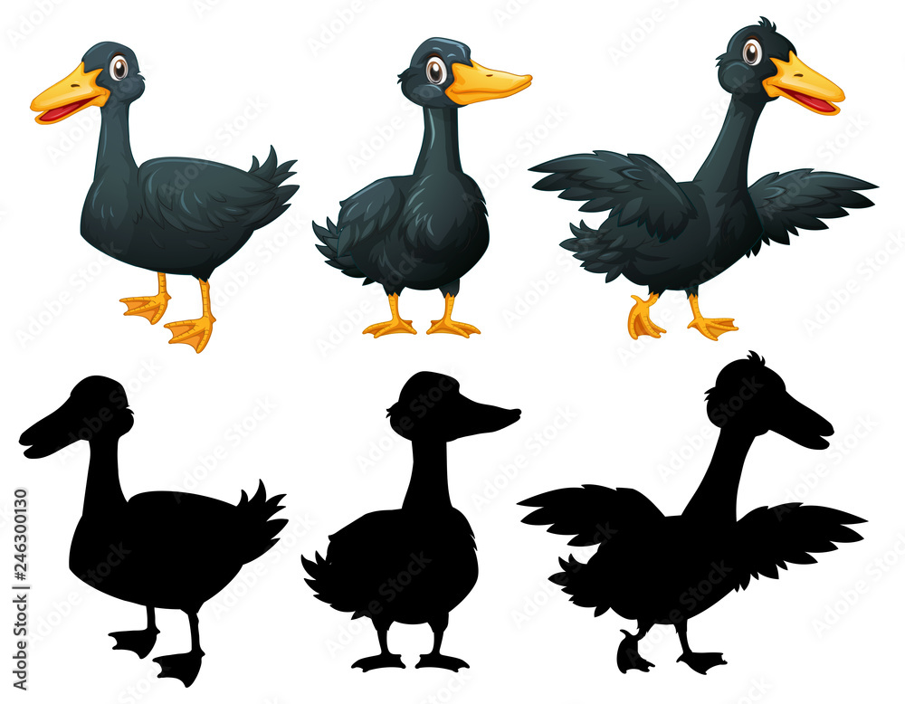 Set of black duck on white backgroung