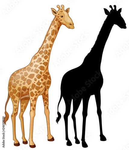 Set of giraffe character