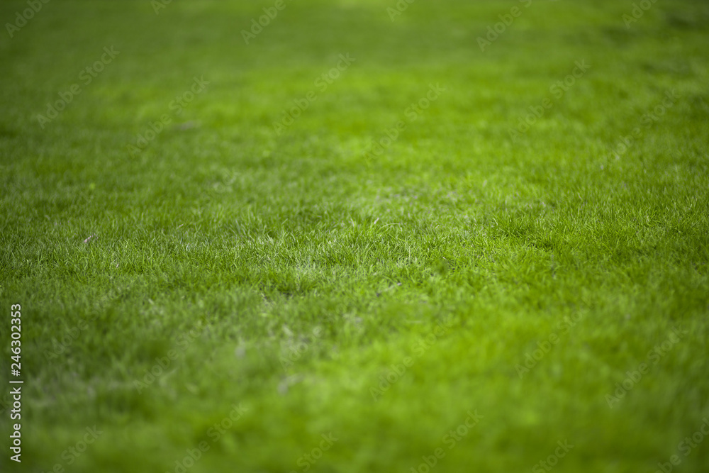 Green grass texture background. Summer or spring backdrop