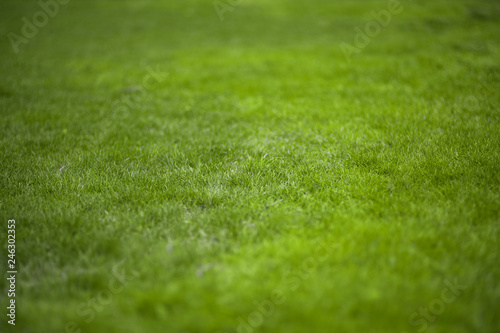 Green grass texture background. Summer or spring backdrop