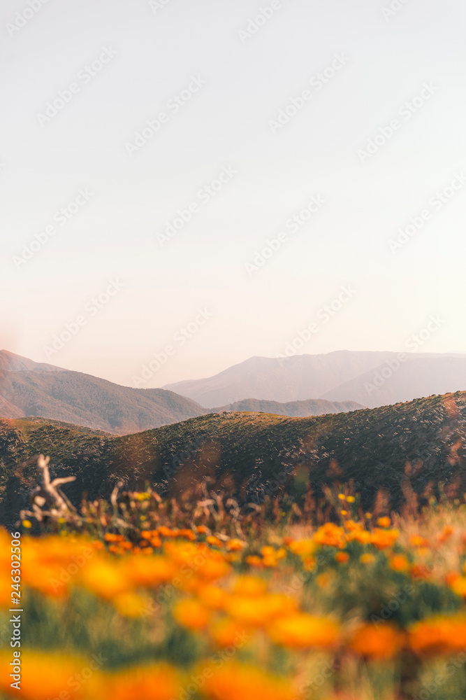 Beautiful Australian Summer Landscape of Mount Hotham and Buller, Victoria, Australia.