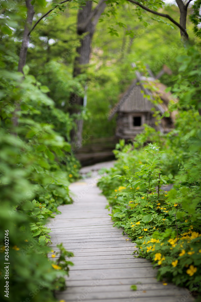 Beautiful green summer forest. Spring background, backdrop Beautiful green summer forest. Spring background, backdrop
