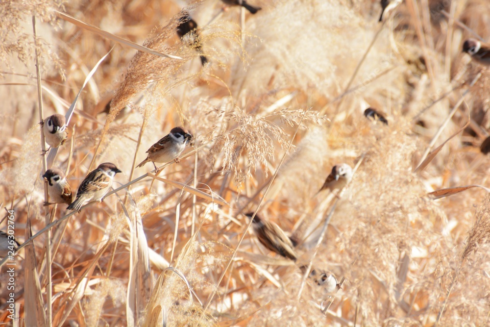 Sparrows resting on Japanese pampus grass Sparrows resting on Japanese pampus grass