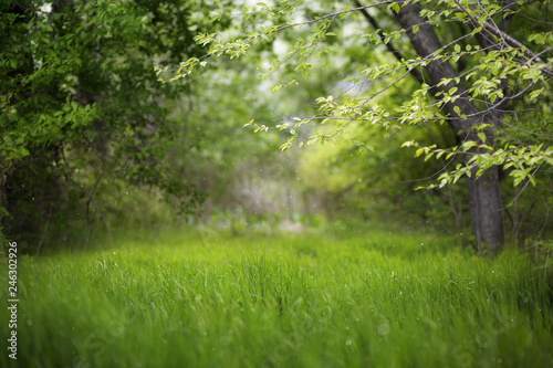 Fototapeta Naklejka Na Ścianę i Meble -  Beautiful green summer forest. Spring background, backdrop