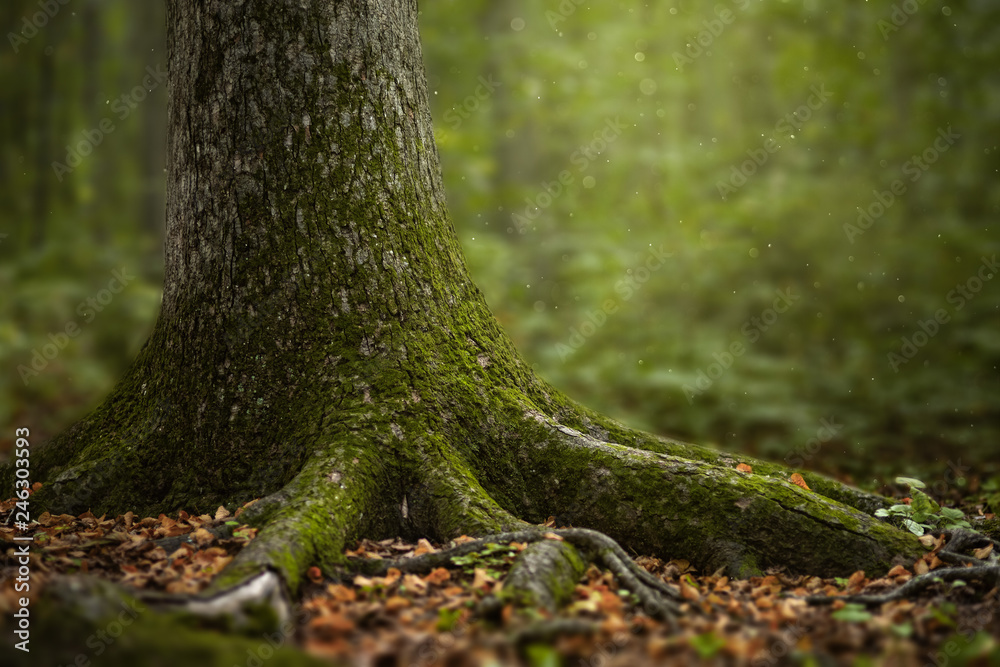 Fototapeta premium Beautiful green summer forest. Spring background, backdrop