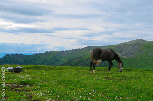 Horse on the mountain plateau. Altai Mountains landscape © Olga