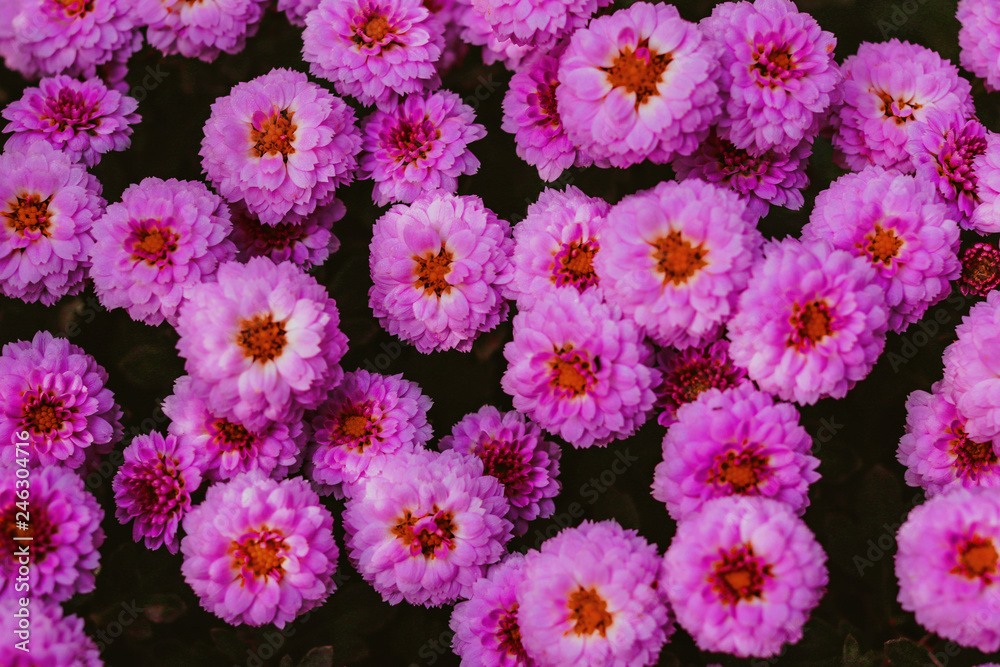 Fototapeta premium small flowers. floral background. tinted