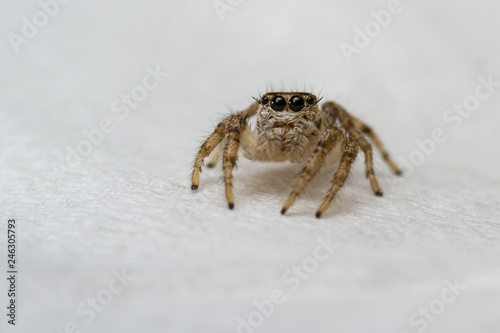 small jumping spider close up