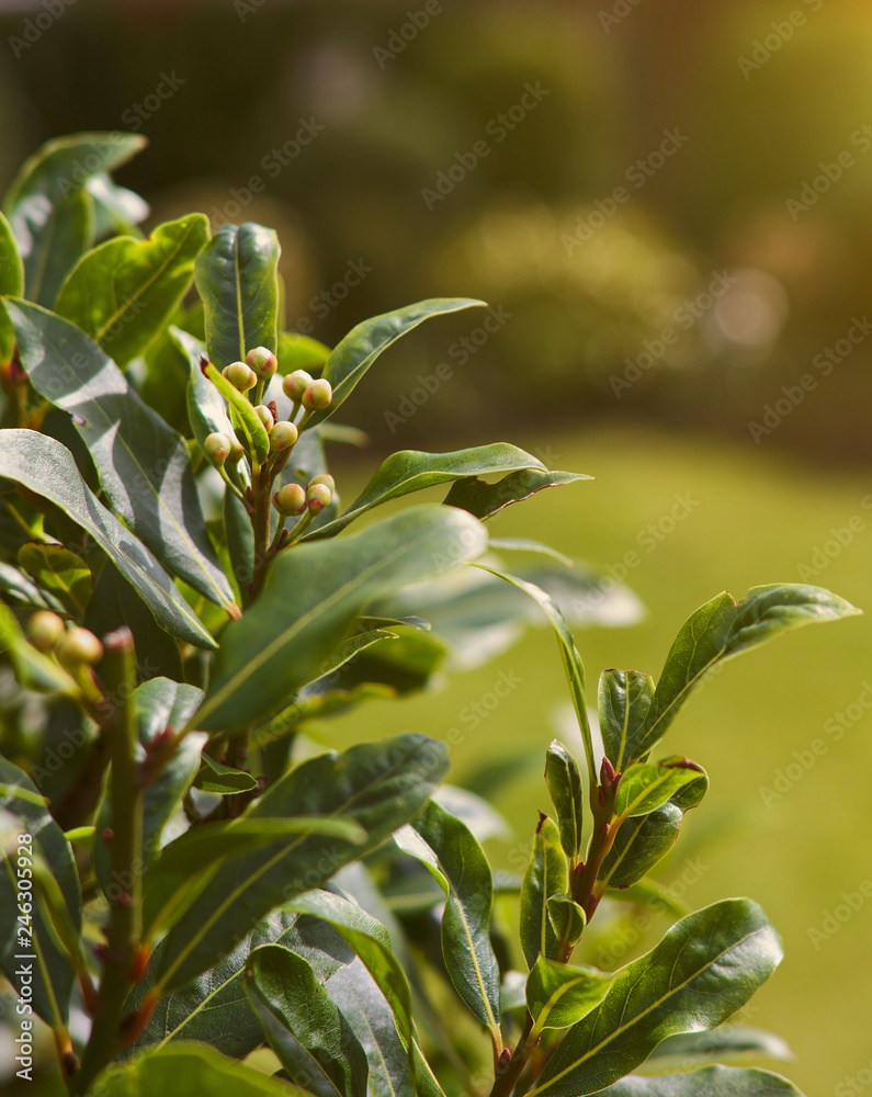 Obraz premium Bay leaves in morning warm light