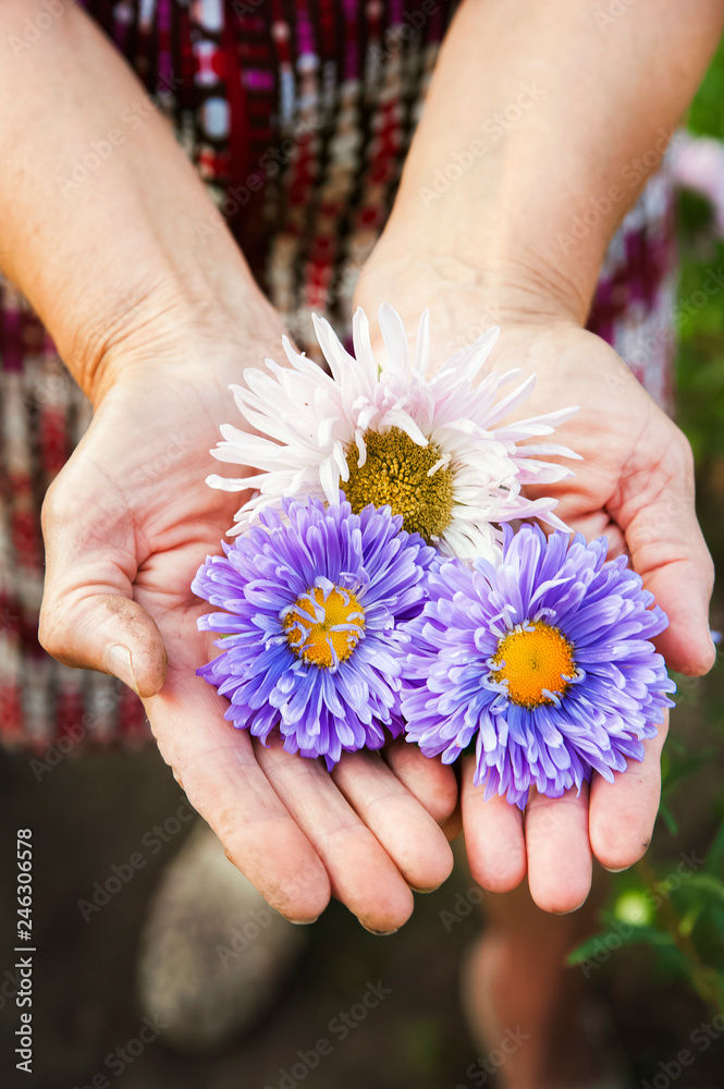 Natural texture of summer flowers asters. Multicolored asters in the wrinkled hands of an elderly person close-up and copy space. Natural texture of summer flowers asters. Multicolored asters in the wrinkled hands of an elderly person close-up and copy space.