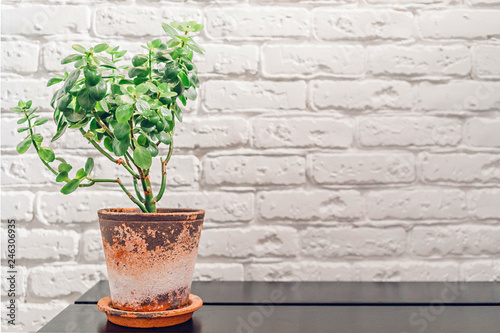 Rustic-style home plant in a clay pot on the shelf against a white brick wall in the apartment entrance hall © Mr. Music