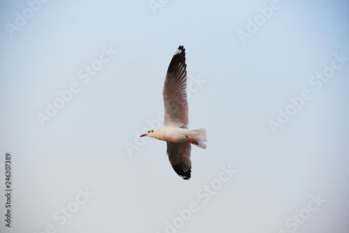 A beautiful seagull flying on blue sky background