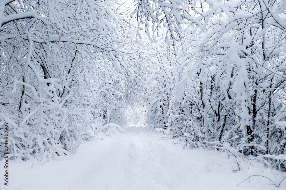 beautiful winter forest and the road beautiful winter forest and the road