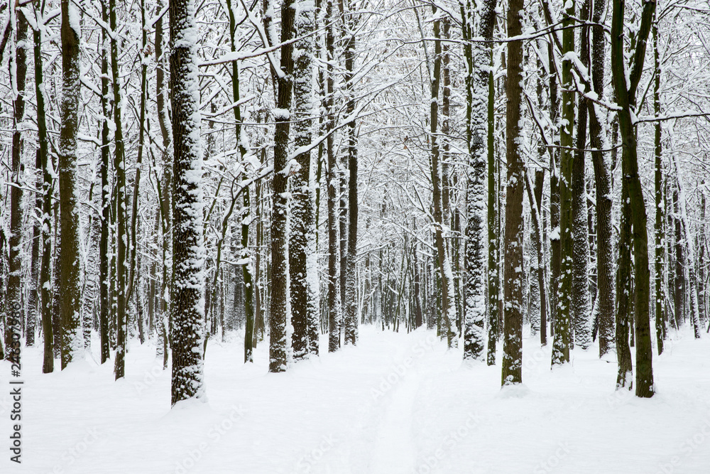 beautiful winter forest and the road