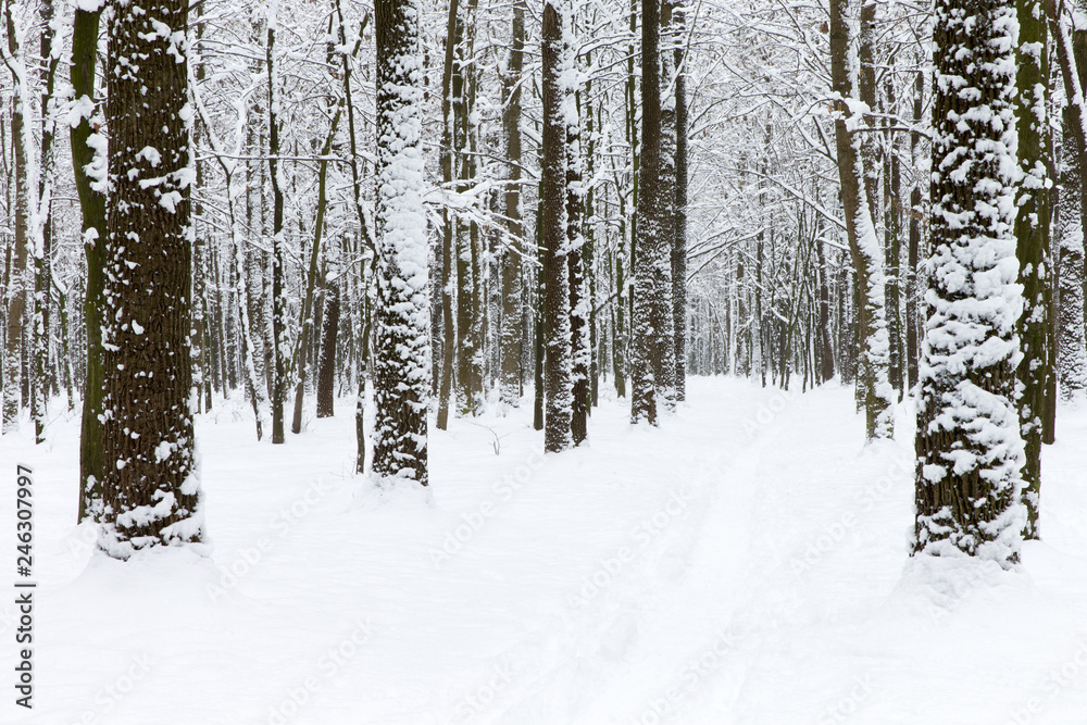 Fototapeta premium beautiful winter forest and the road