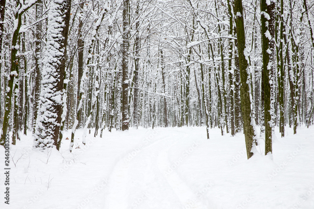 beautiful winter forest and the road