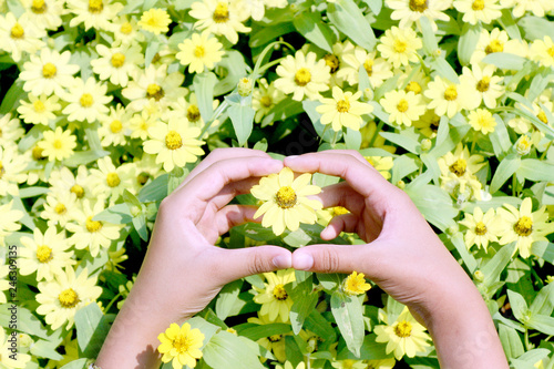 Hand made into a heart shape on a sunny yellow flower field.