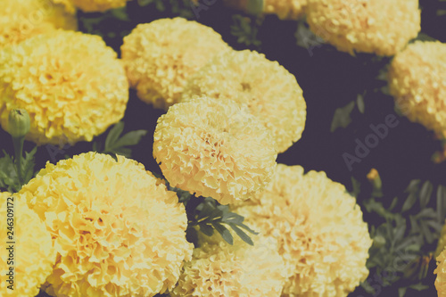 Yellow marigold image, with pastel color filter