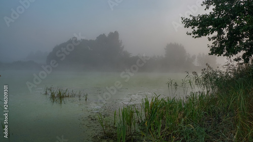 Overgrown grass forest lake in the early morning at sunrise. Fog spreads over the lake  hiding the sky and trees growing on the shore