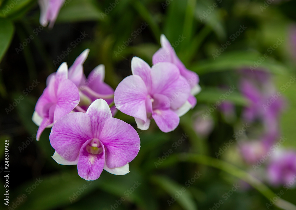 Close-up purple orchid Close-up purple orchid