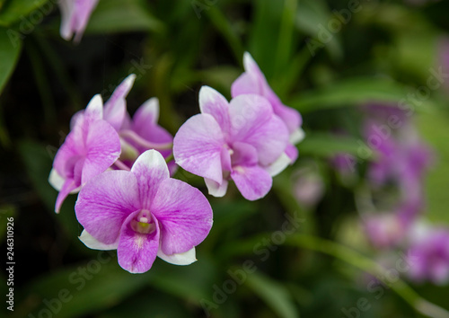 Close-up purple orchid © Rawich Liwlucksaneey
