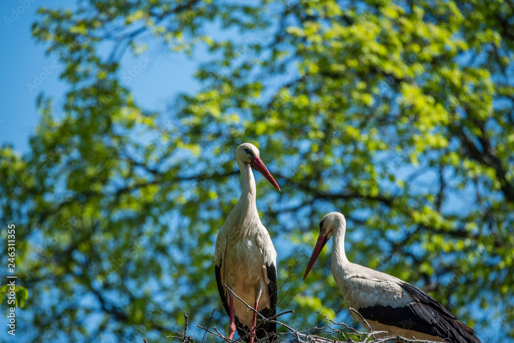 Obraz premium Female Stork Sitting in Her Nest in Latvia