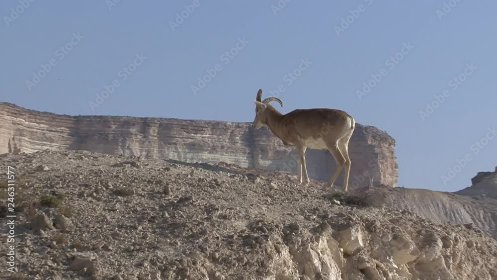 Kazakhstan. Ustyurt Plateau. Mountain sheep. Kazakhstan. Ustyurt Plateau. Mountain sheep.