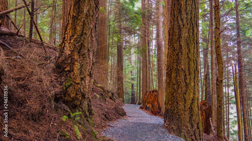 Forest Hike To Cheakamus Lake - Whistler, BC photo