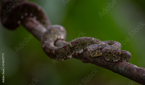 Eyelash Viper in Costa Rica 