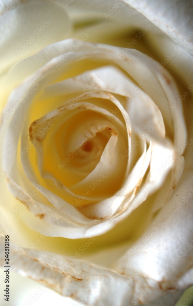 rose,rose, flower, white, macro, nature, love, beauty, yellow, beautiful, petal, flora, closeup, soft, petals, plant, wedding, bloom, close-up, floral, romance, valentine, rose,rose, flower, white, macro, nature, love, beauty, yellow, beautiful, petal, flora, closeup, soft, petals, plant, wedding, bloom, close-up, floral, romance, valentine,