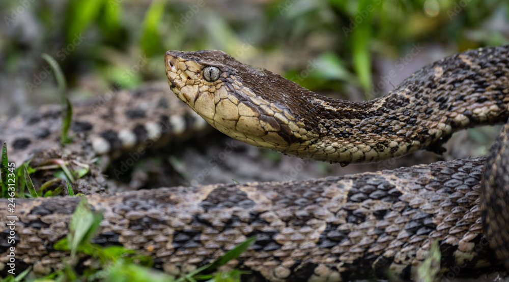 Fototapeta premium Fer-de-lance Viper Snake in Costa Rica 