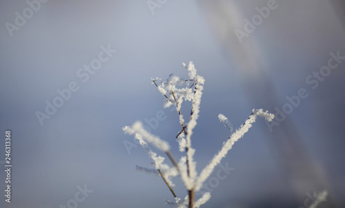 Flakes of snow on branch. Selective focus of Snowflake on tree during winter, shallow depth of field