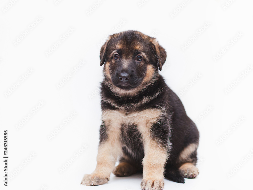 little shepherd puppies little shepherd puppies