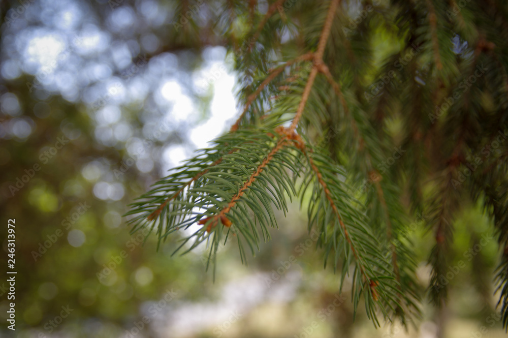 Fir branches, Transcarpathia, Ukraine Fir branches, Transcarpathia, Ukraine