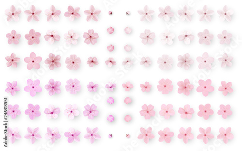 Realistic sakura or cherry blossom; Japanese Spring Flower Sakura; Pink Cherry Flower.