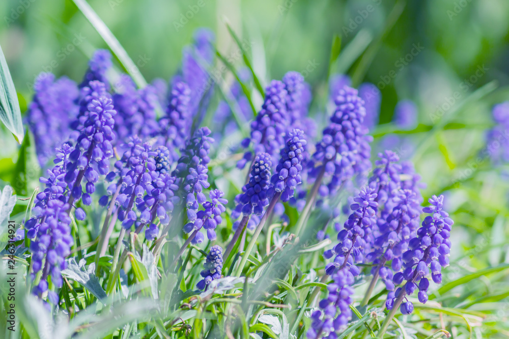 Fototapeta premium Blue grape hyacinth, Muscari Armeniacum flowers in flowerbed