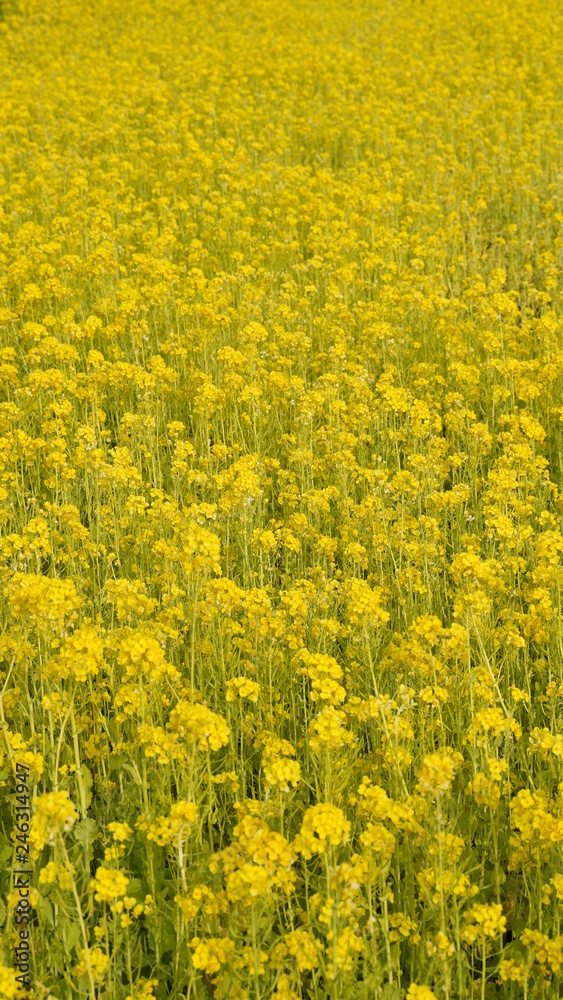 Nanohana(Japanese yellow flowers), Izu Toi, Shizuoka, Japan Nanohana(Japanese yellow flowers), Izu Toi, Shizuoka, Japan